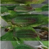 lyc thersamon larva3 volg4h1